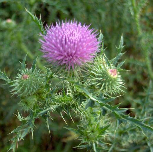 bull thistle florida weeds