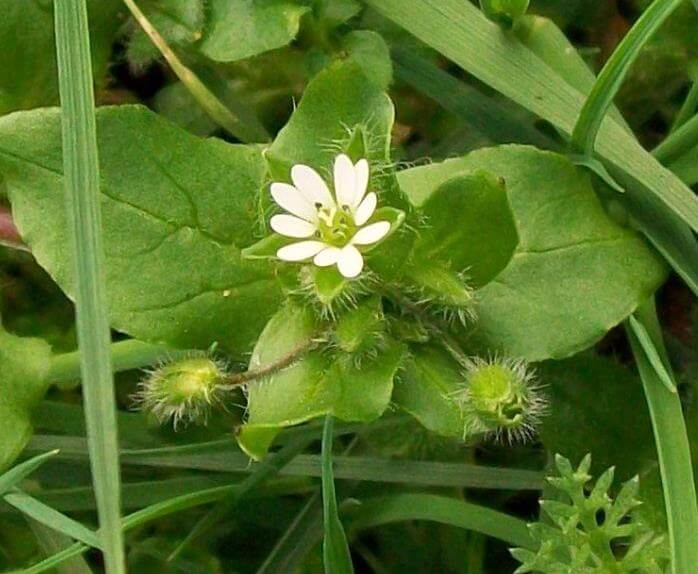 common chickweed florida lawn weed guide