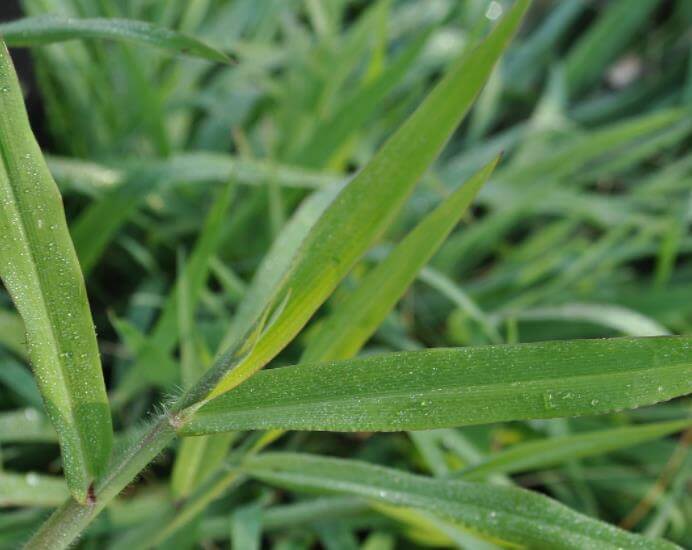 crabgrass florida lawn weed identification