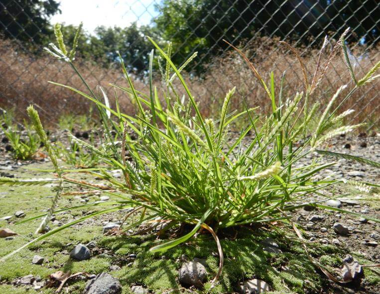 goosegrass-florida-lawn-weed-identification
