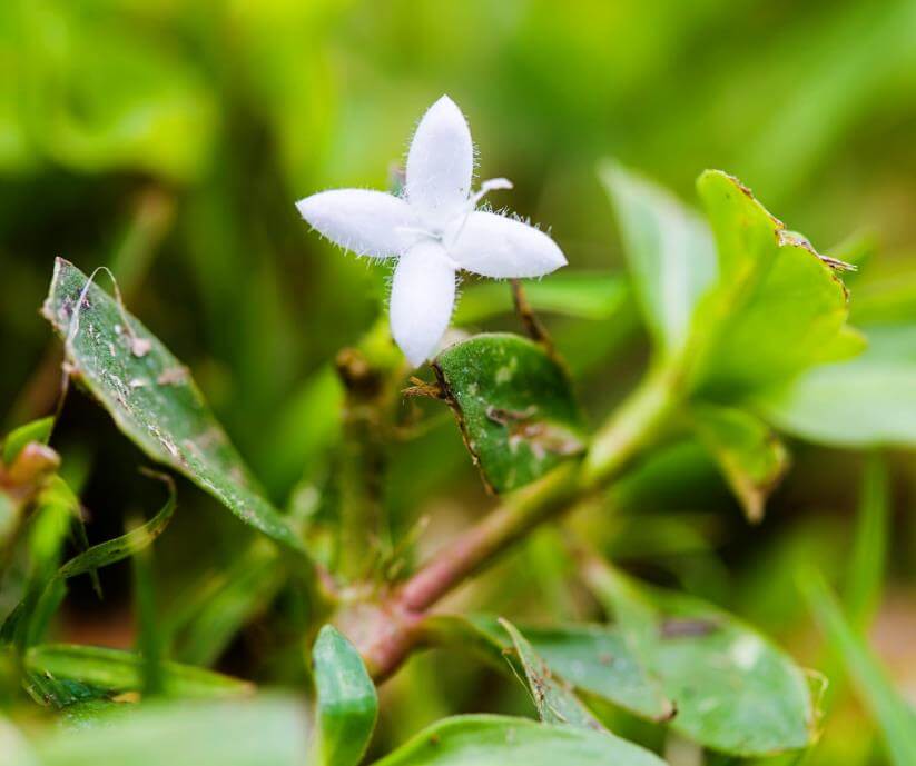virginia buttonweed florida weeds guide lawn