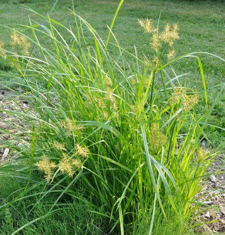 yellow nutsedge florida weed lawn identification